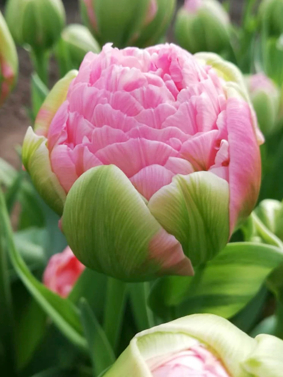 Tulip Strawberry Cream
