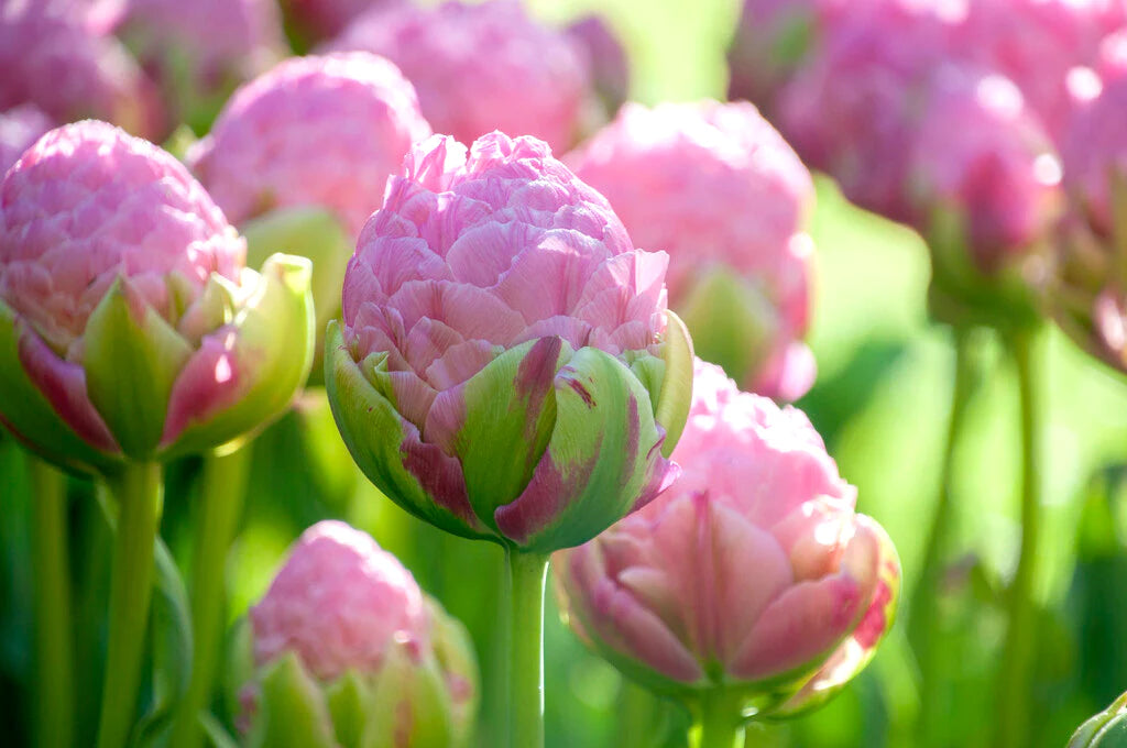 Tulip Strawberry Cream