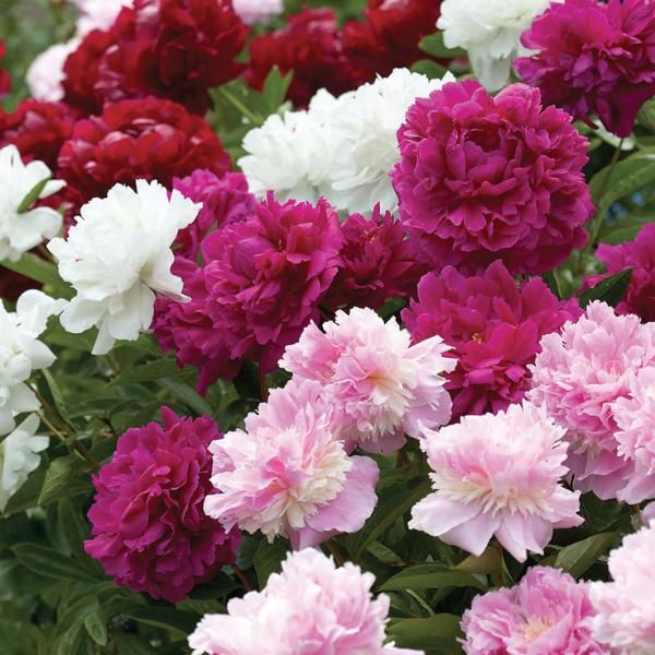 Peonies Double Collection