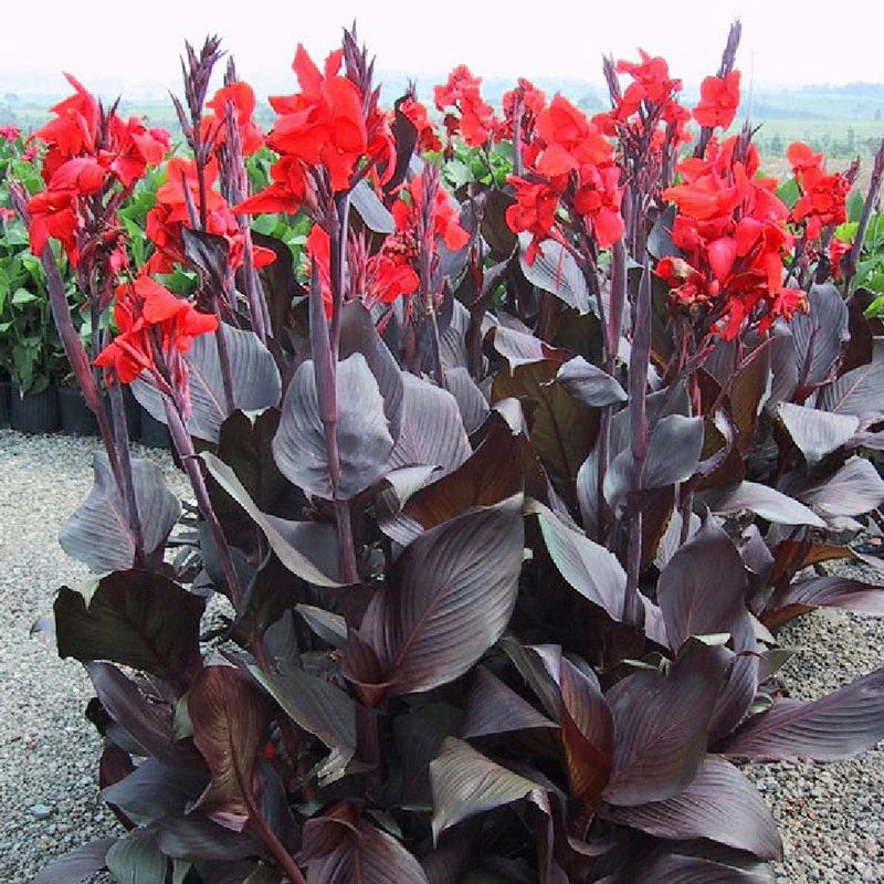Canna Lily Bulbs - Australia
