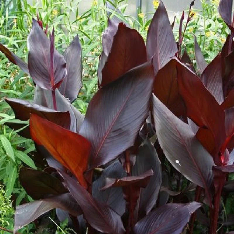 Canna Lily Bulbs - Australia