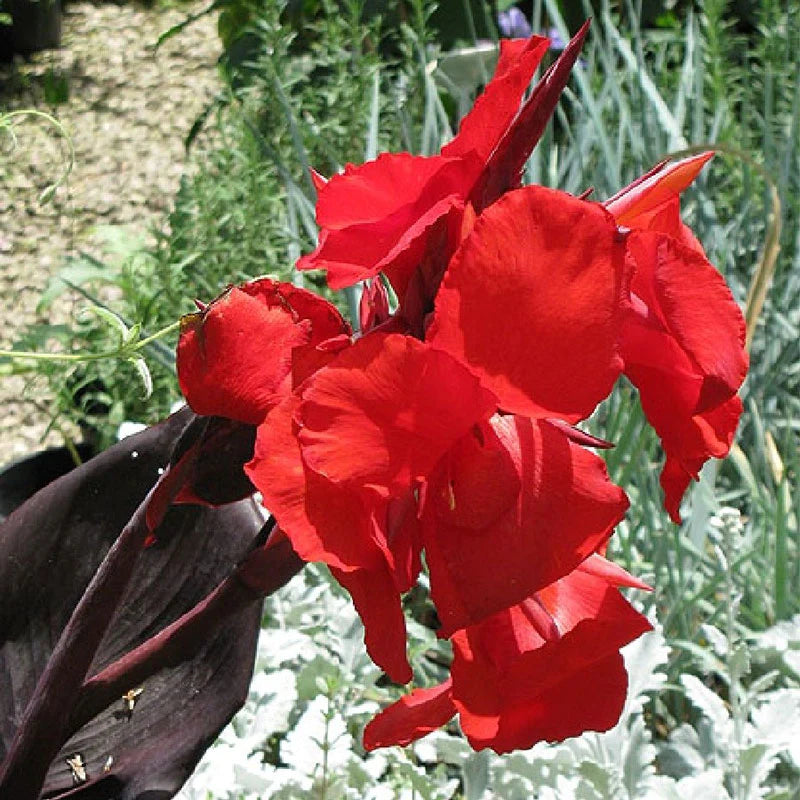 Canna Lily Bulbs - Australia