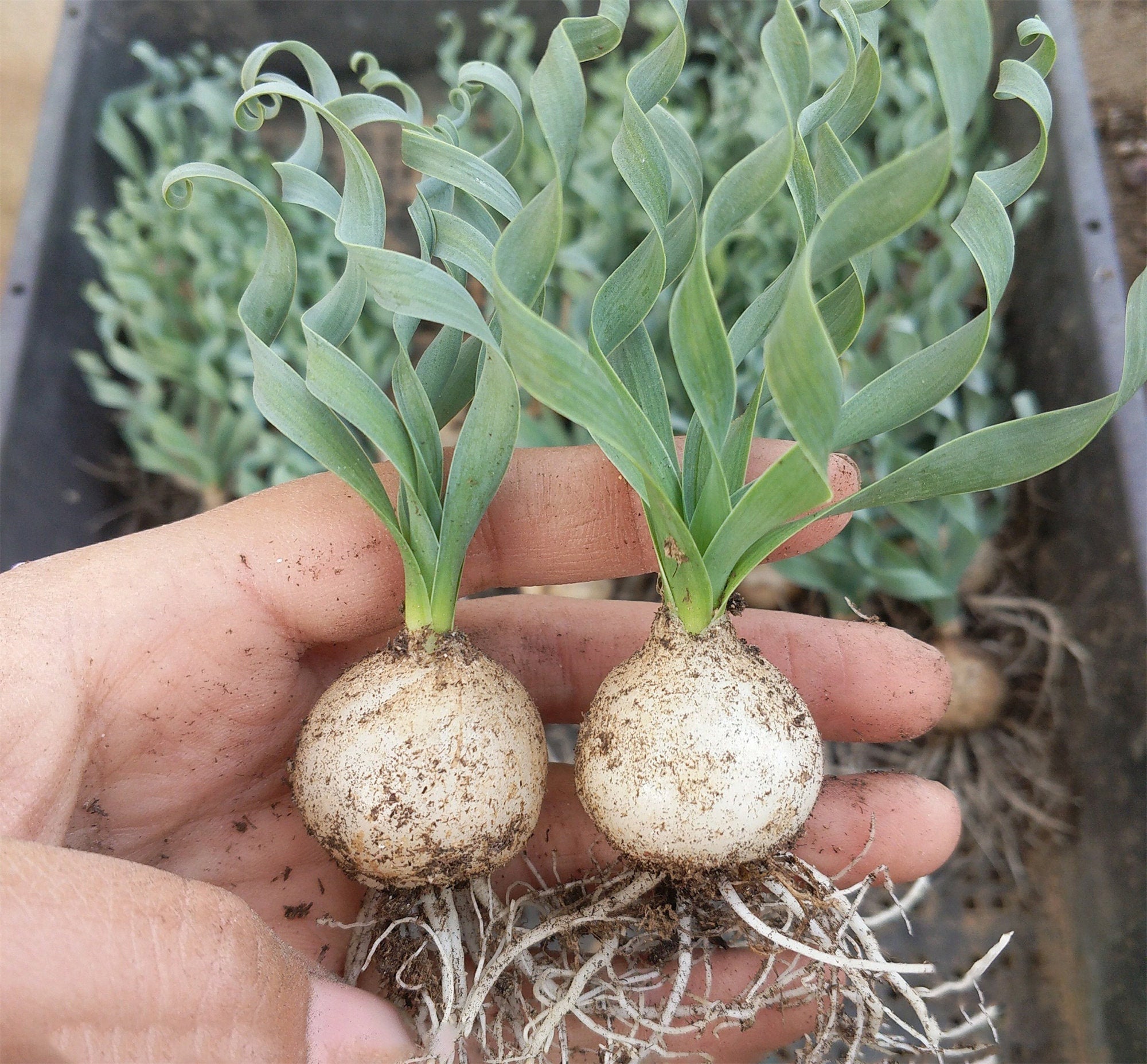 Bulb-Albuca concordiana