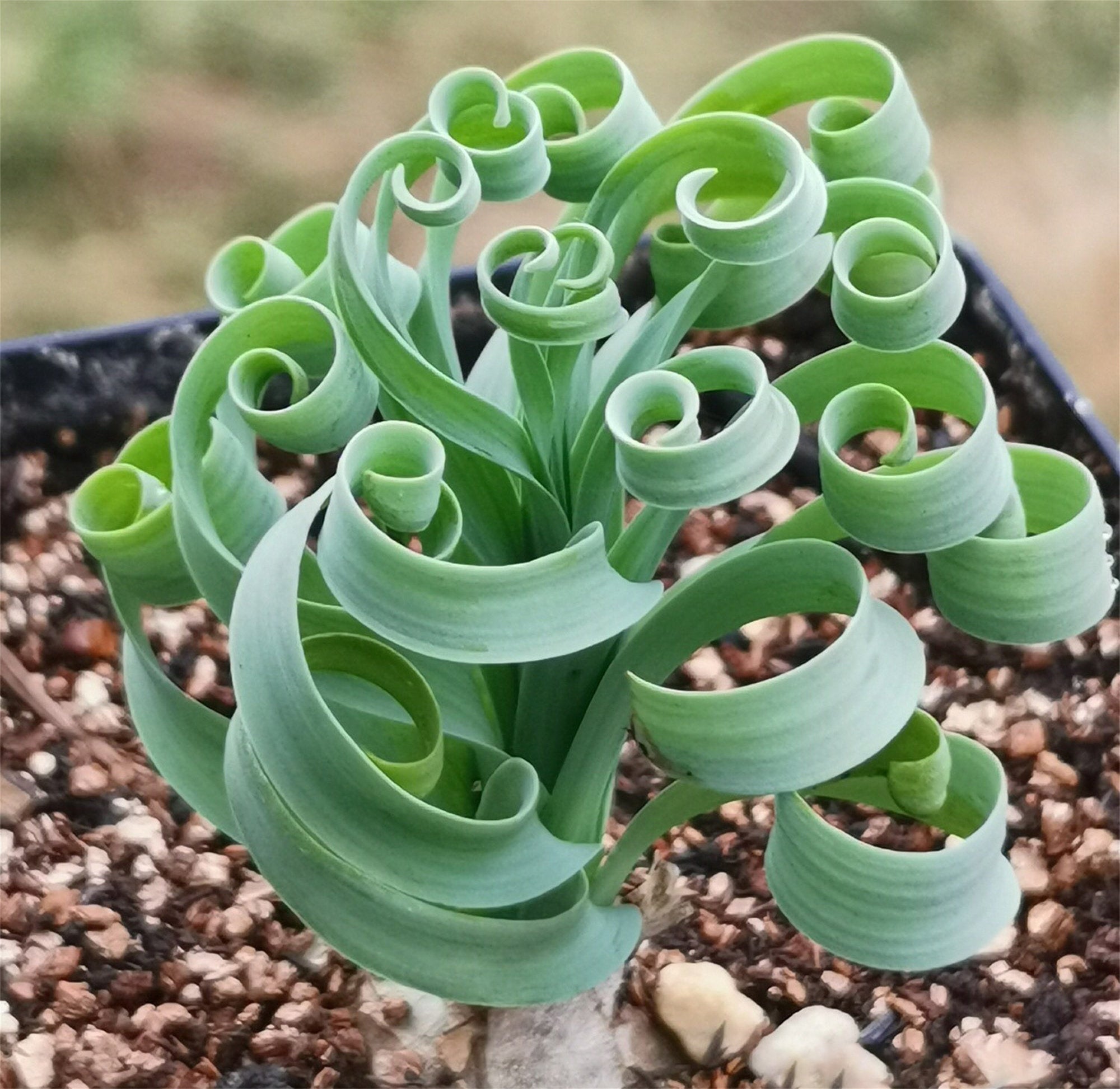 Bulb-Albuca concordiana
