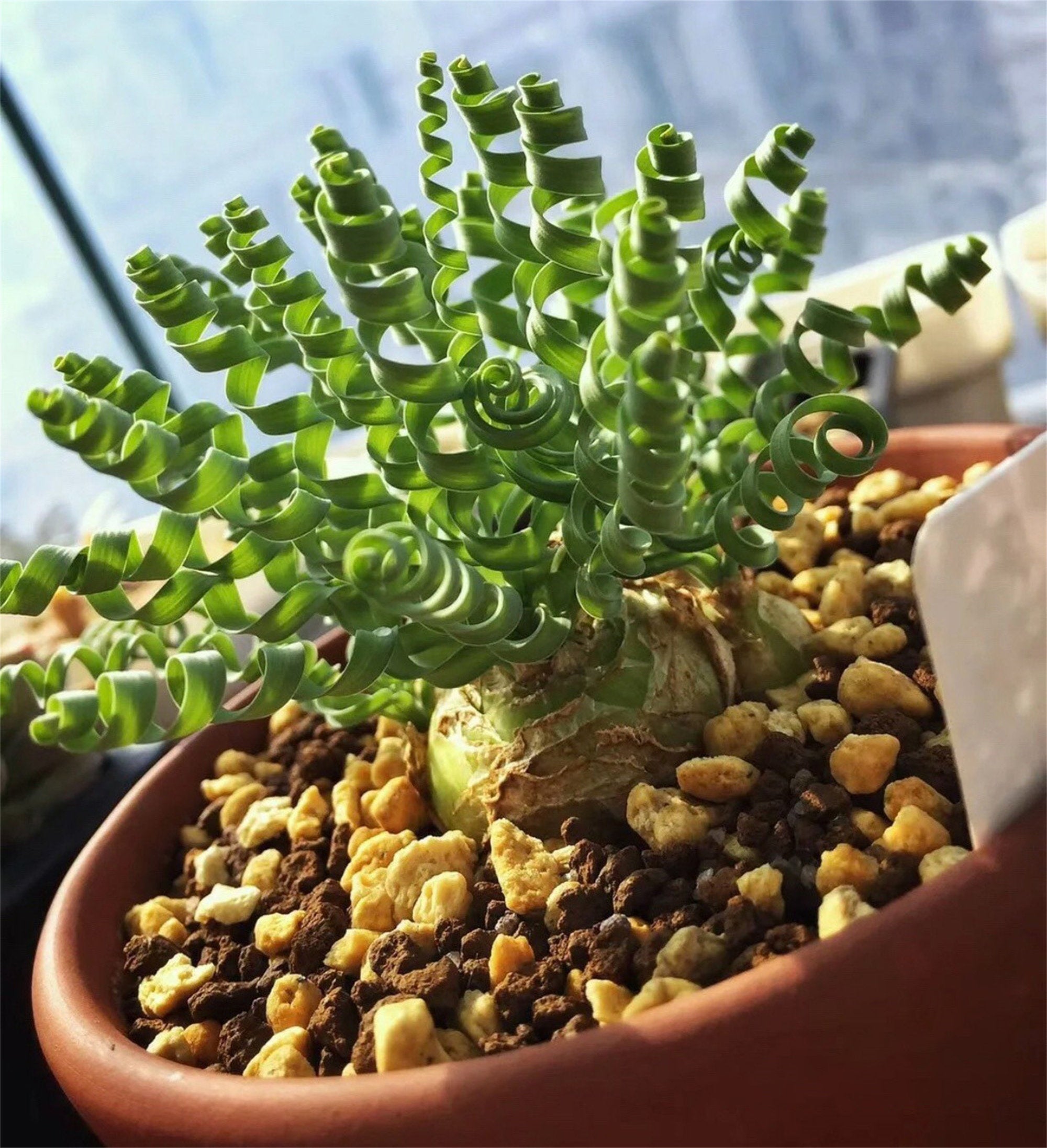 Bulb-Albuca concordiana