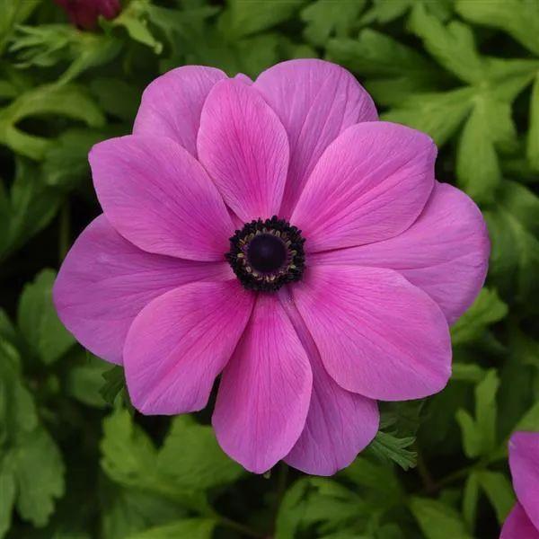 Anemone Mona Lisa Seeds