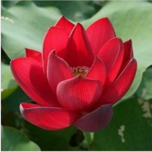 RED Chinese Lotus Seeds Nelumbo Nucifera Water Lily Pond Garden new