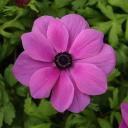 Light purple rose red