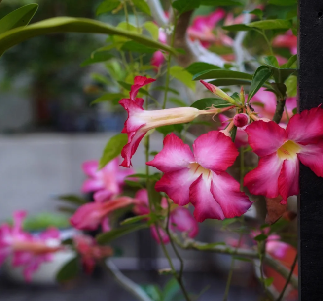 Pink Lady - Desert Rose Seeds