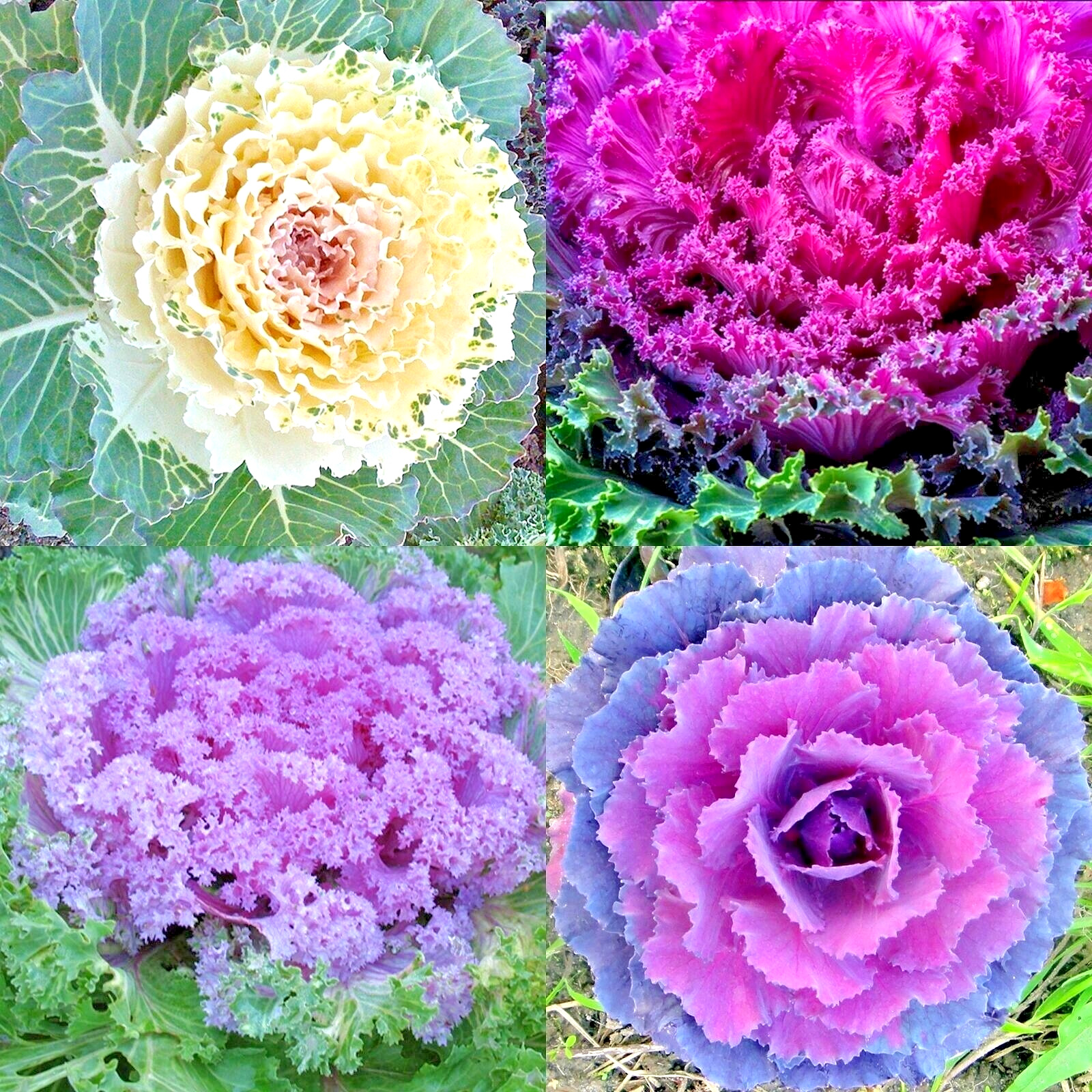 Ornamental Kale🦚Autumn Mix Seeds Non-Gmo