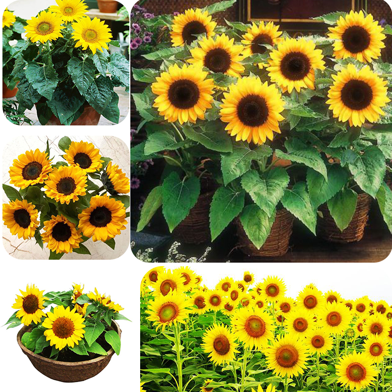 Dwarf ornamental🌻 sunflower seeds