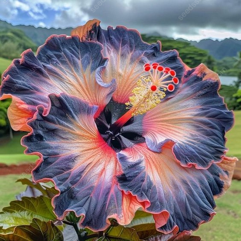 Exotic Giant Hibiscus Coral Flower Seeds