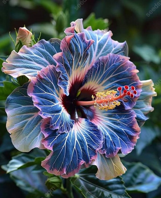 Exotic Giant Hibiscus Coral Flower Seeds