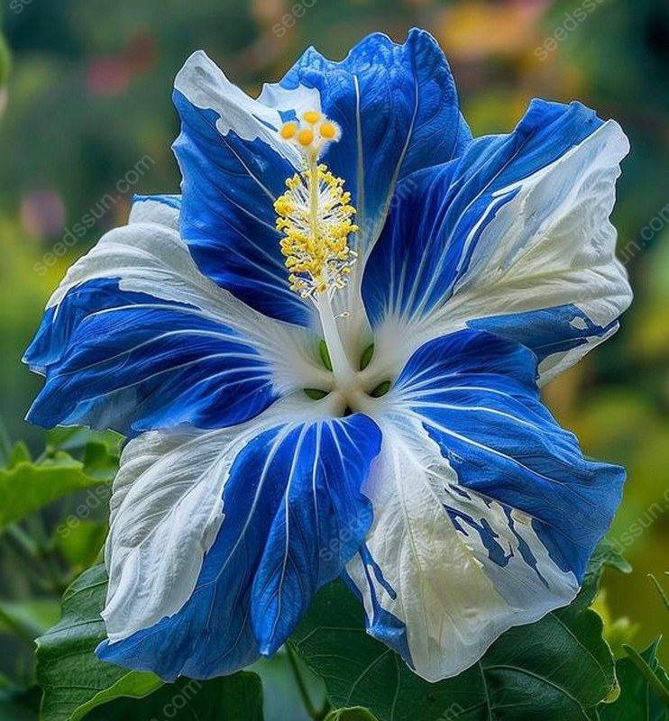 Exotic Giant Hibiscus Coral Flower Seeds
