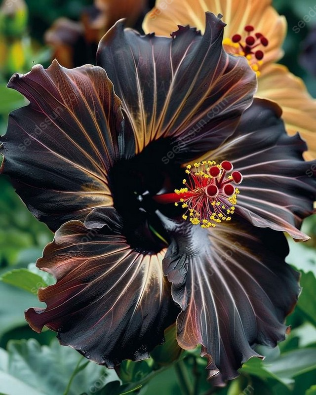 Exotic Giant Hibiscus Coral Flower Seeds