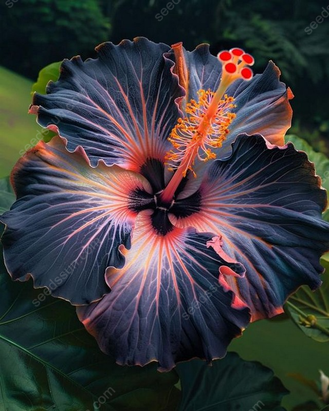 Exotic Giant Hibiscus Coral Flower Seeds