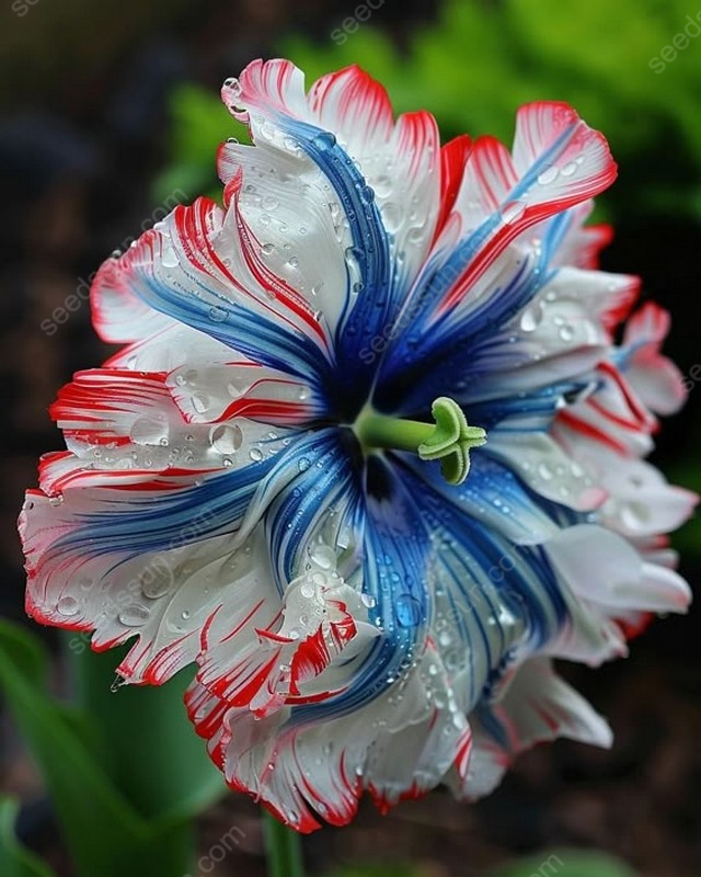 Exotic Giant Hibiscus Coral Flower Seeds