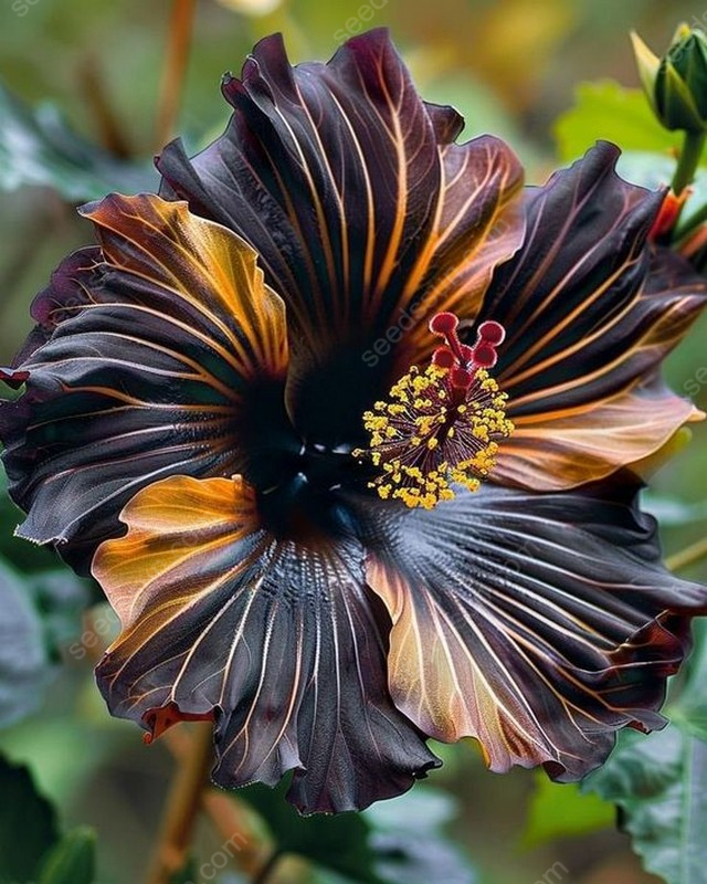 Exotic Giant Hibiscus Coral Flower Seeds