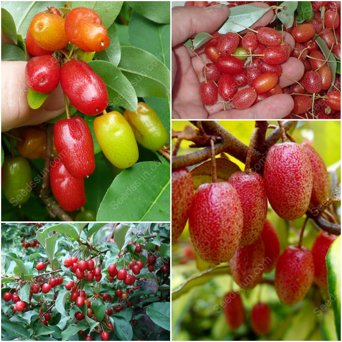 Denseflower Elaeaguns Fruit Seeds