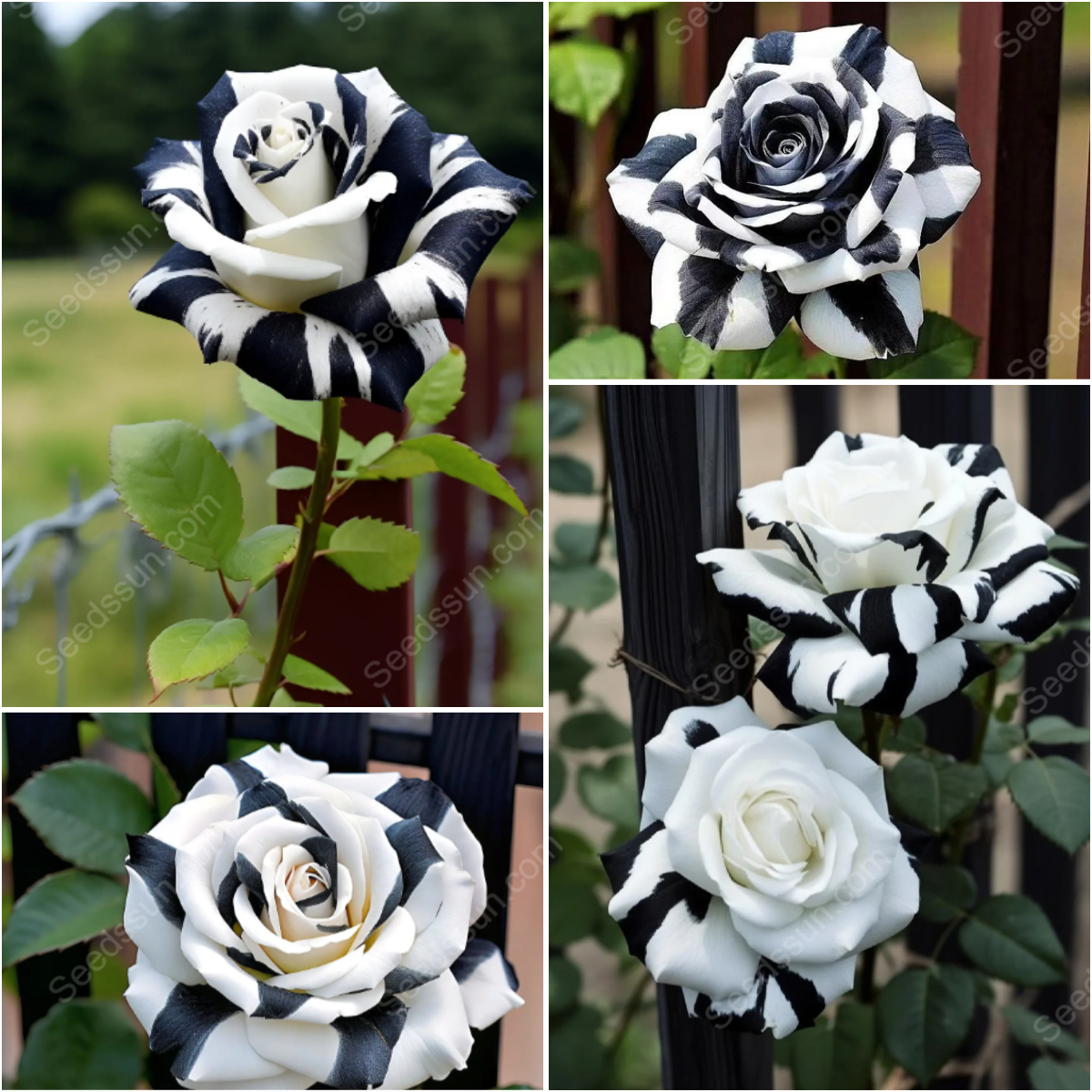 Rare Twin Black And White Roses