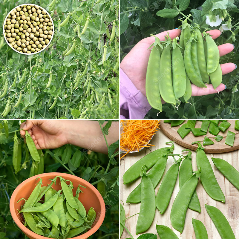 Snow Pea Oregon Sugar Pod II Seeds
