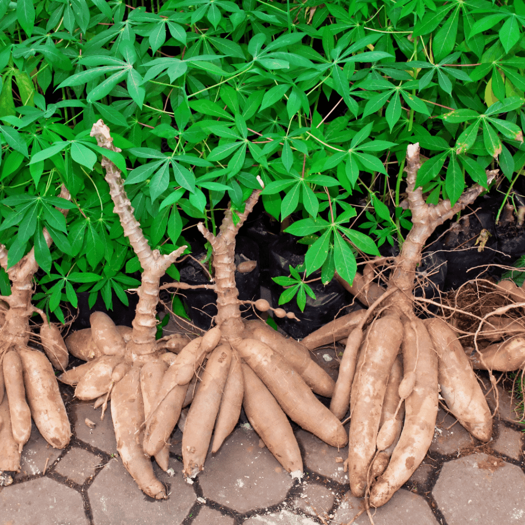 Giant Cassava Seeds