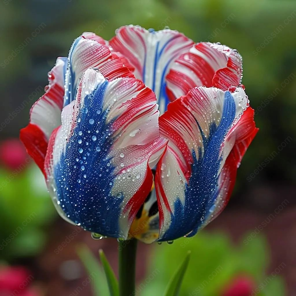 Rare Tricolor Series Flower Seeds