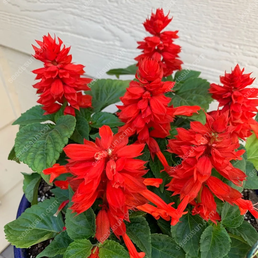 Salvia Splendens Seeds