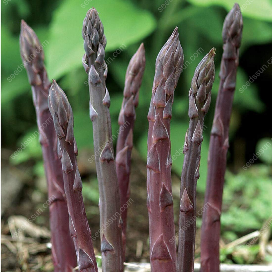 Asparagus Organic Seeds
