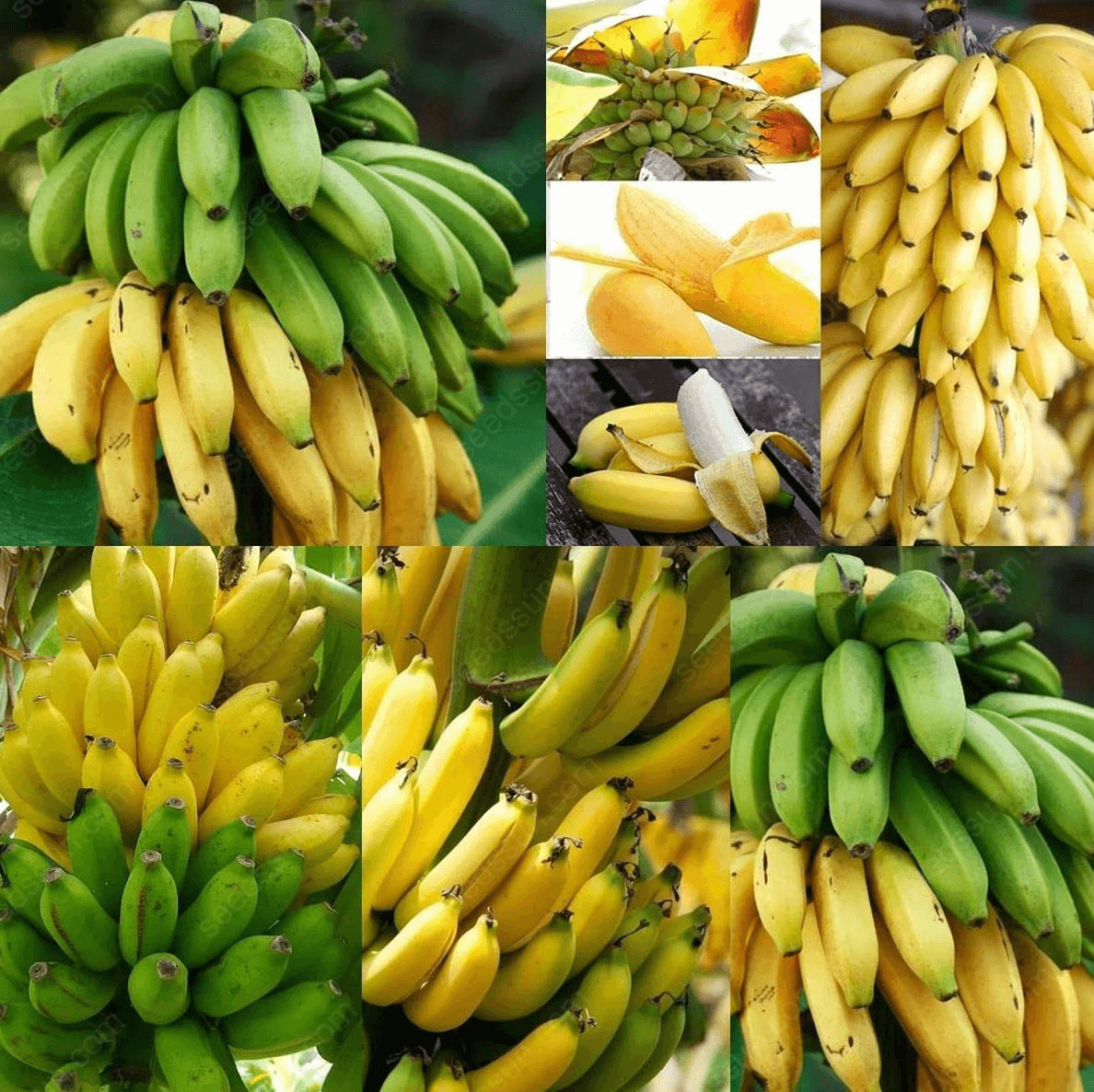 Banana Seeds