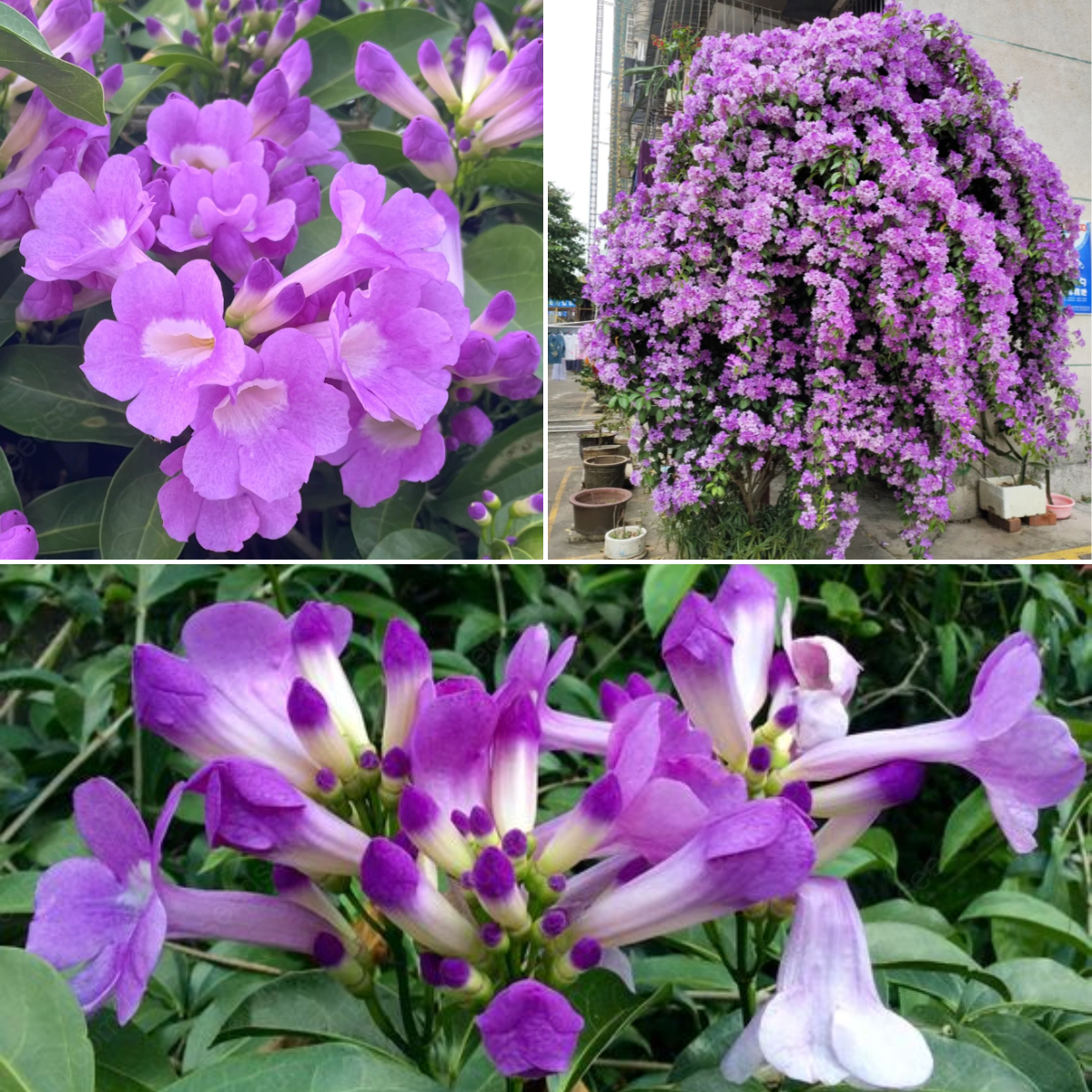 Mansoa Alliacea Seeds