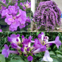 ✅Purple