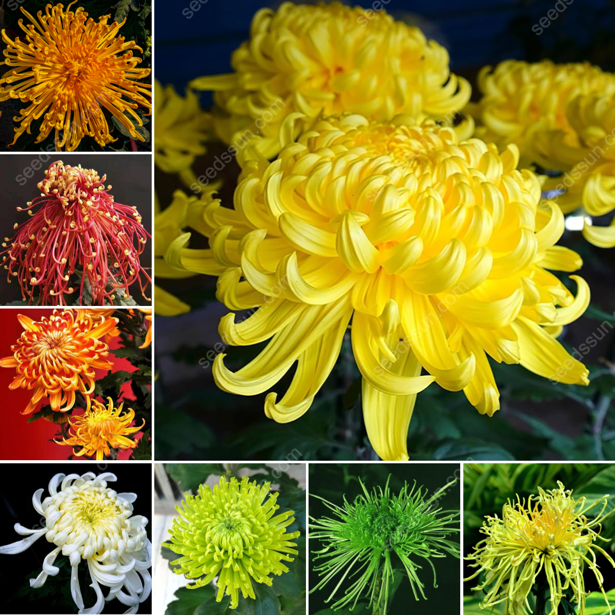 Chrysanthemum Seeds