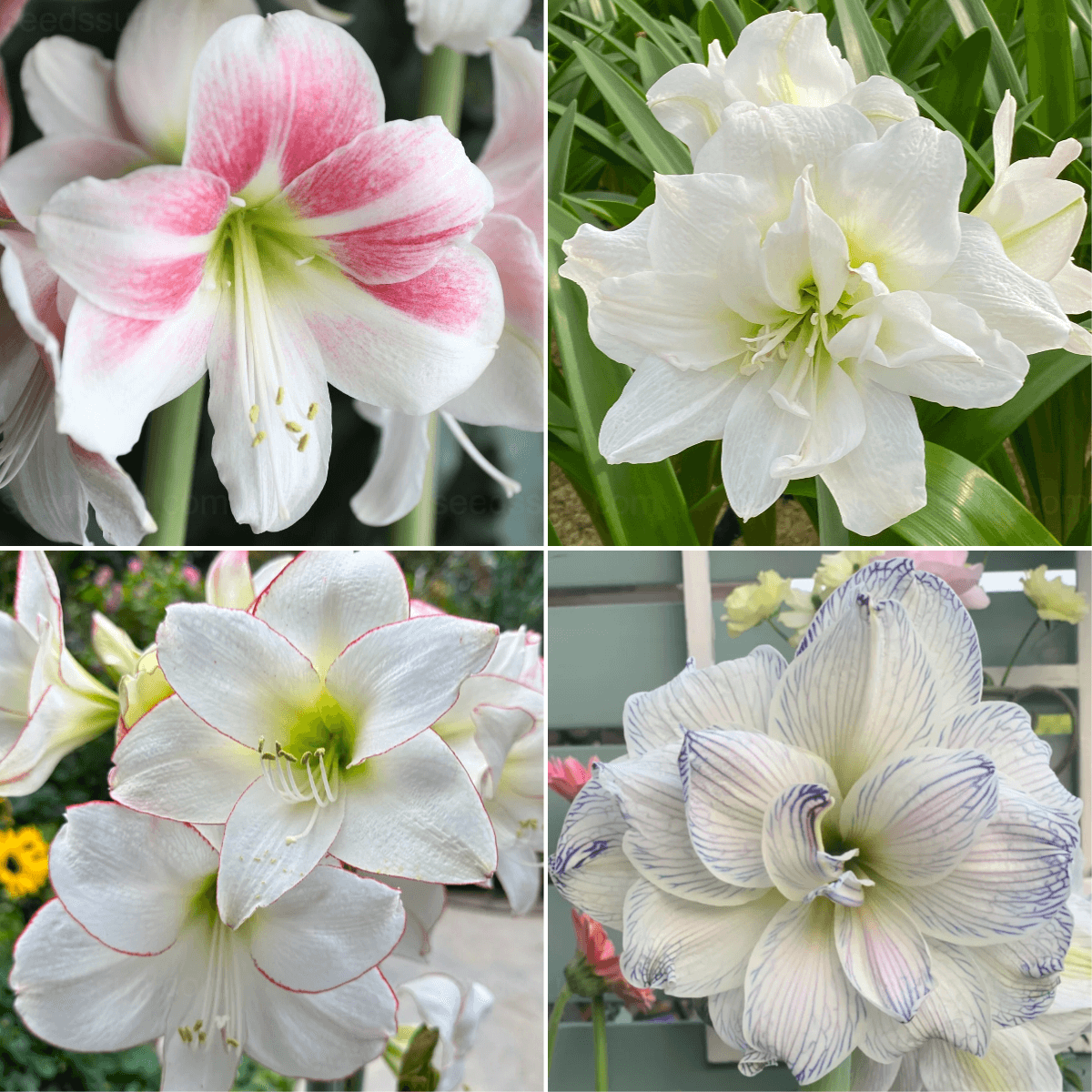 Multi-Colored Amaryllis Bulbs