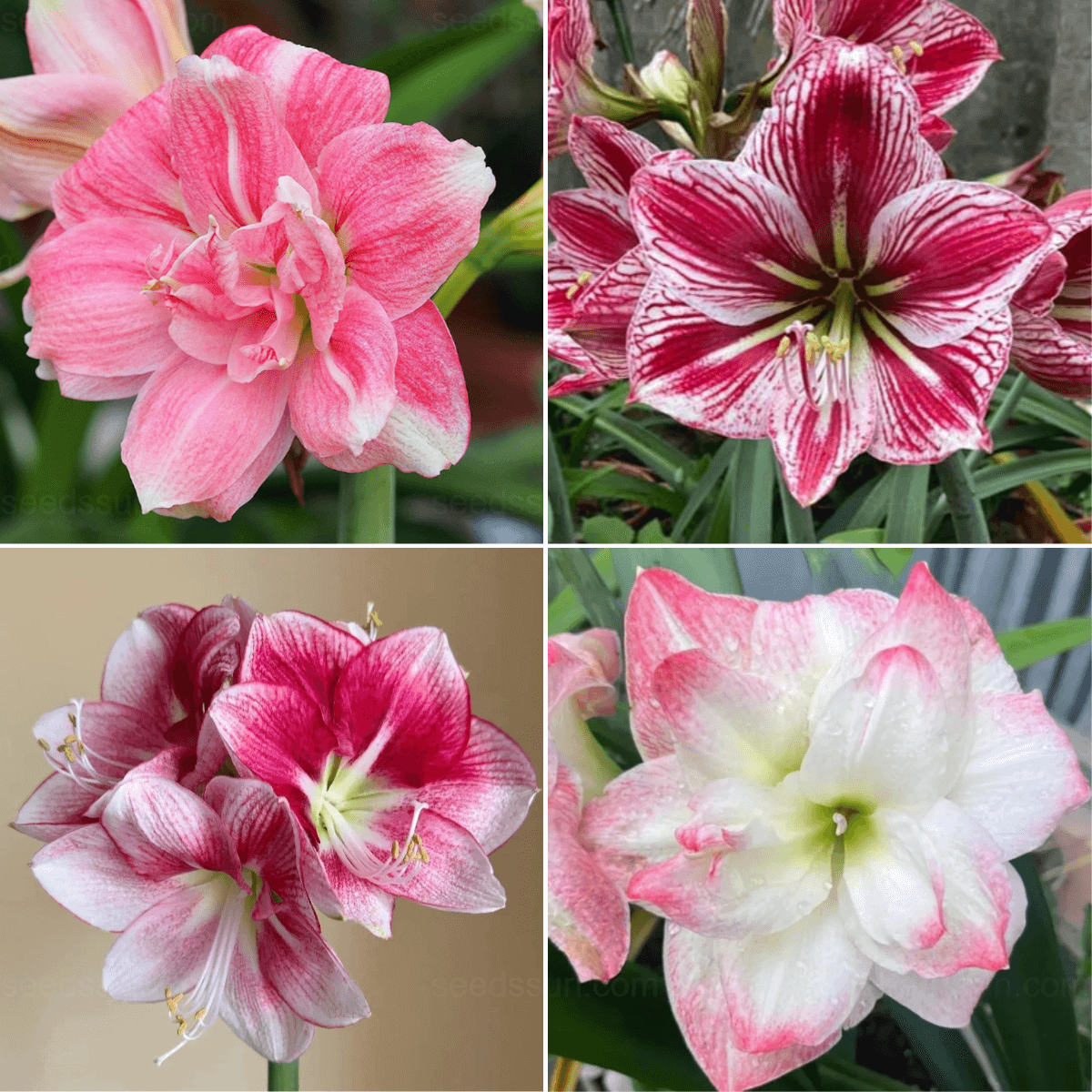 Multi-Colored Amaryllis Bulbs