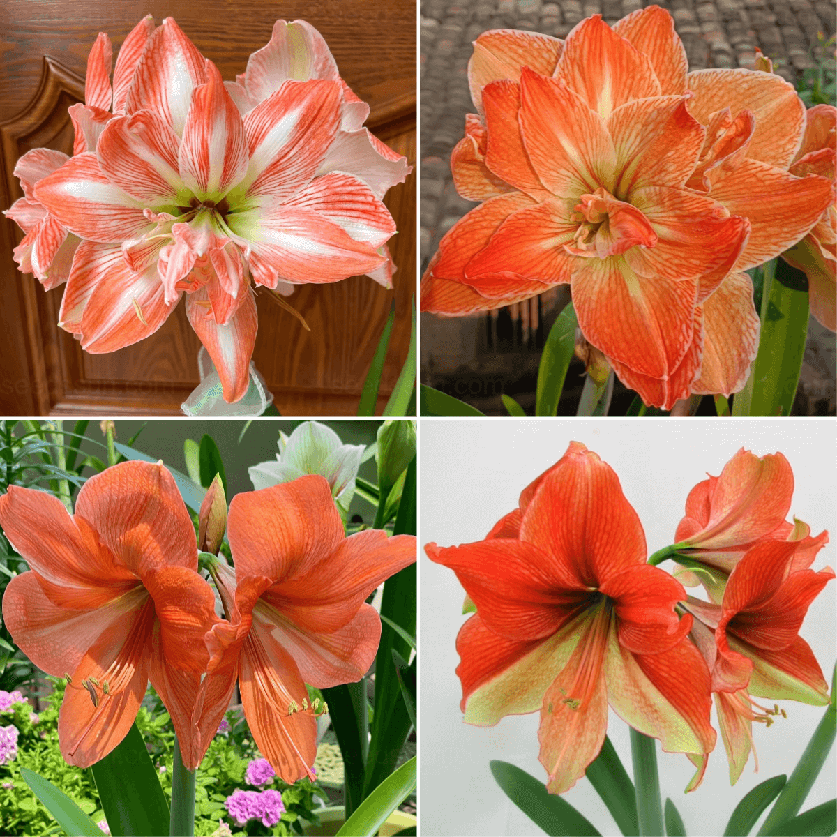 Multi-Colored Amaryllis Bulbs