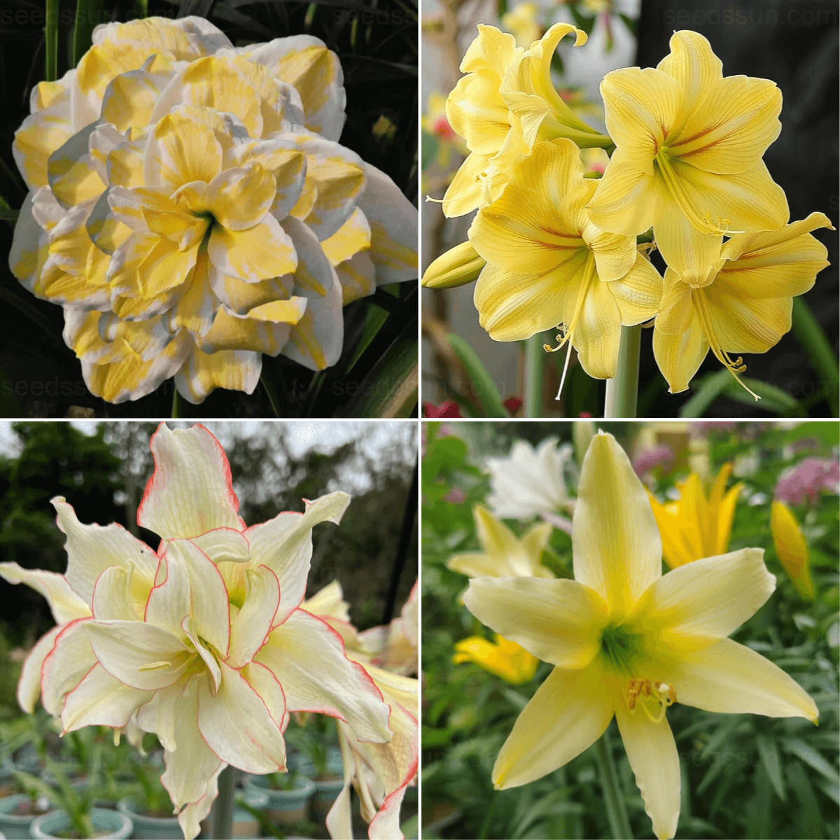 Multi-Colored Amaryllis Bulbs