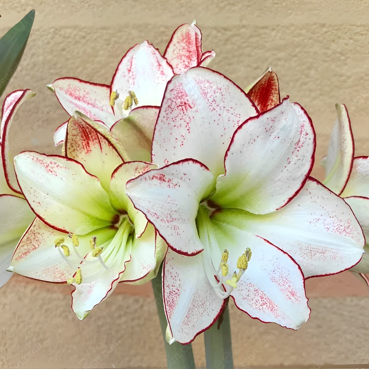 Amaryllis Picasso