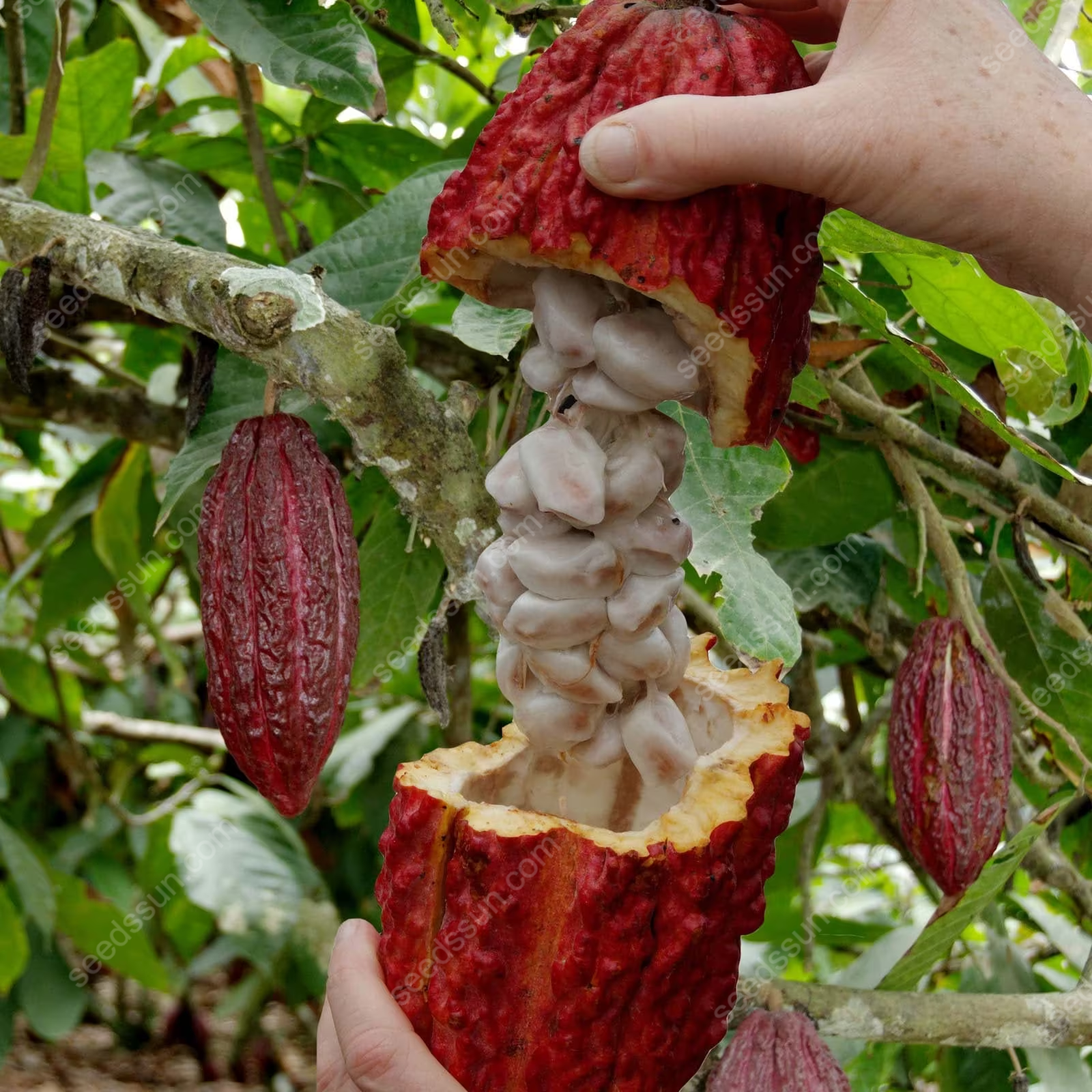 Fresh Rare Organic Theobroma Cacao Chocolate Tree Seeds