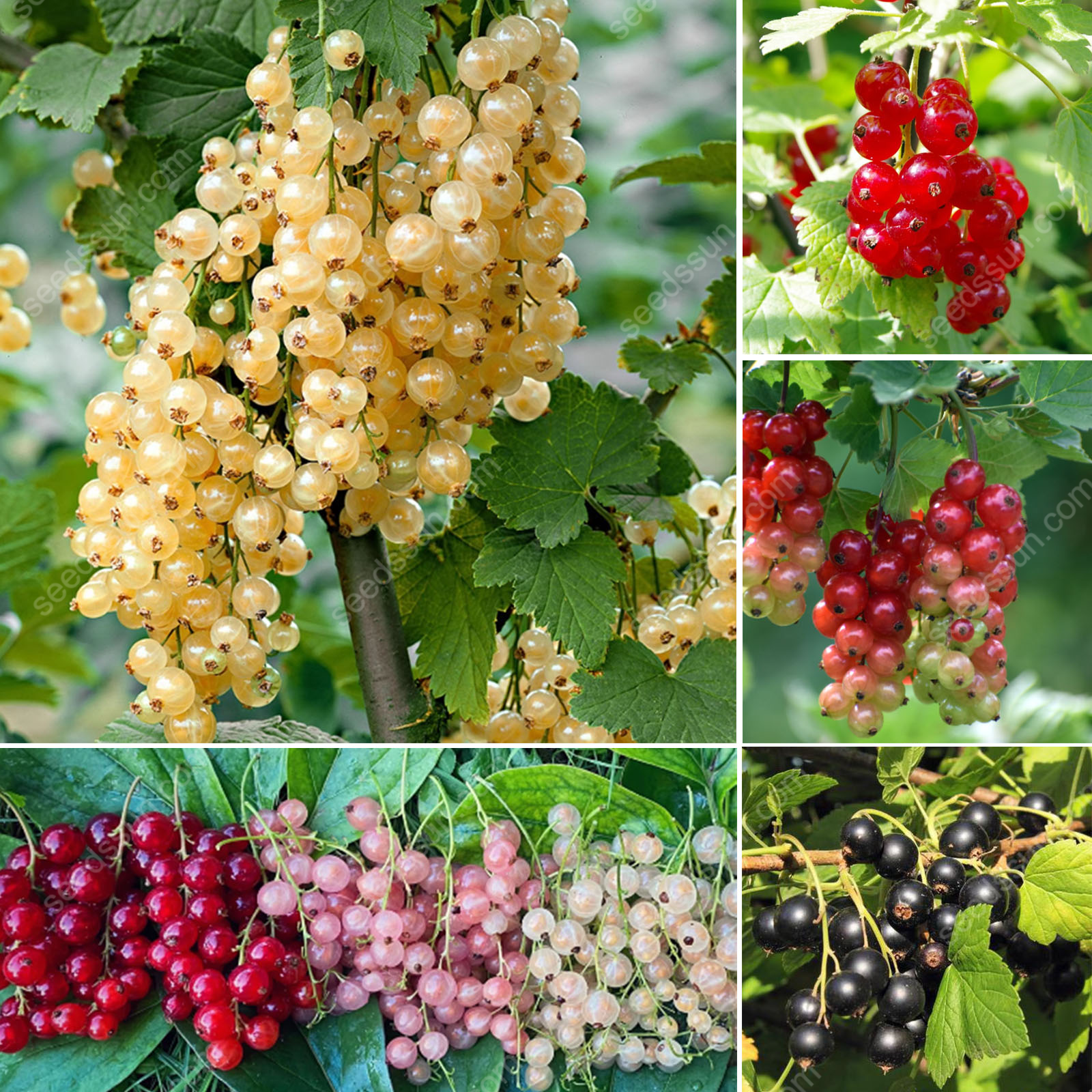 Currant Seeds