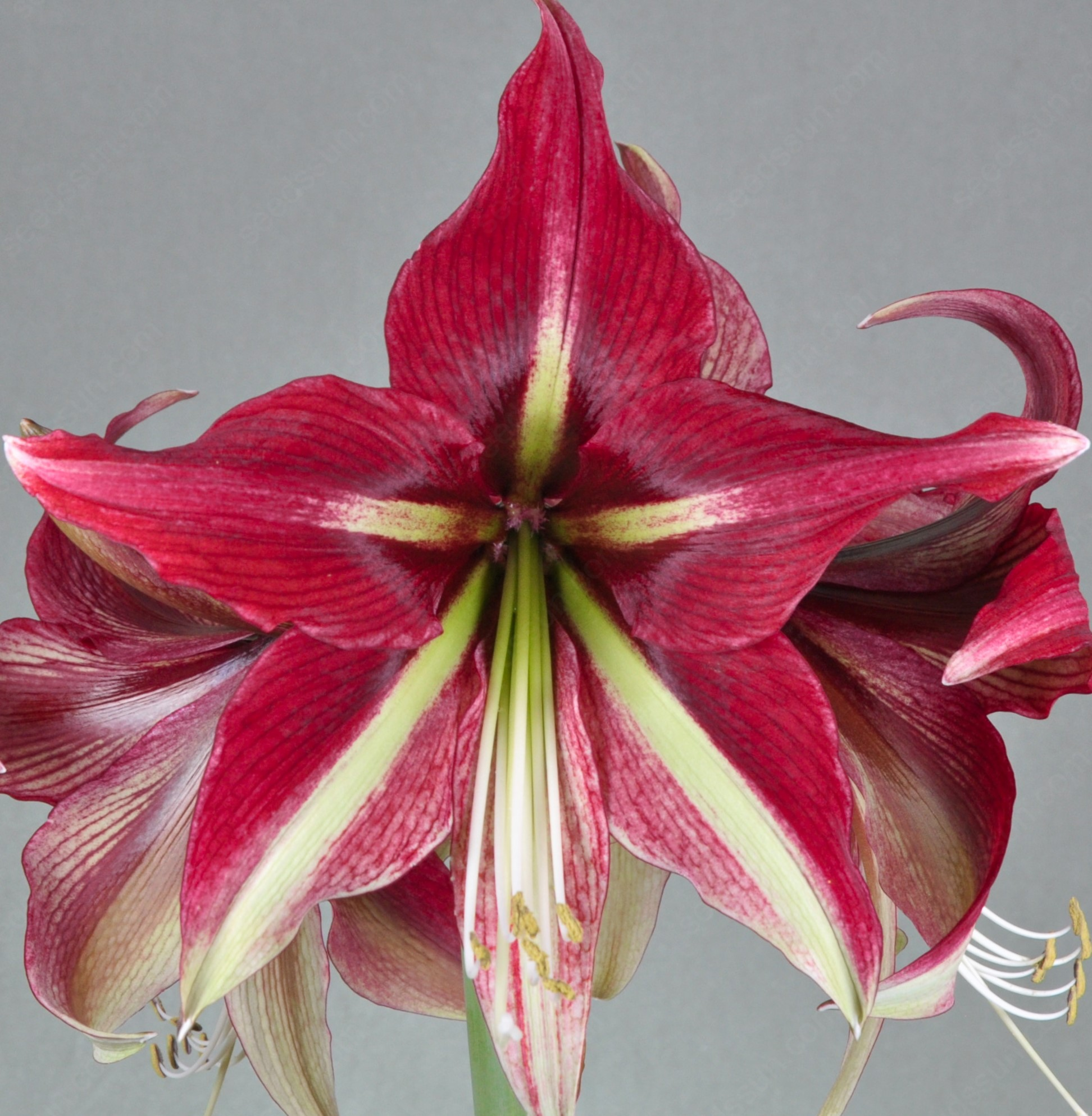 Amaryllis Ruby Star