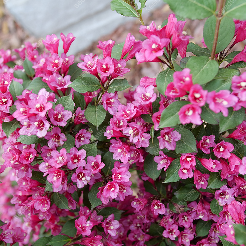 Weigela Florida Seeds
