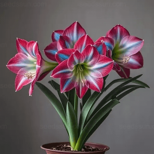 Amaryllis Bulbs – A Beautiful Addition To Your Garden