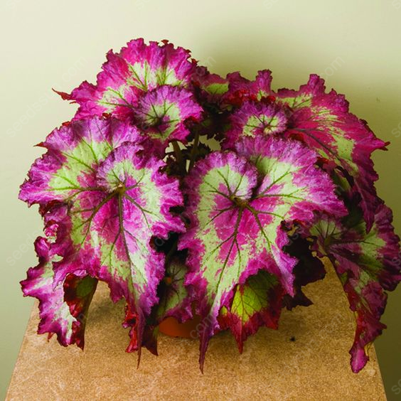 Colored Caladium Seeds