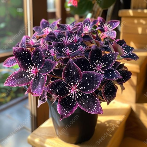 Night Sky Coleus Seeds