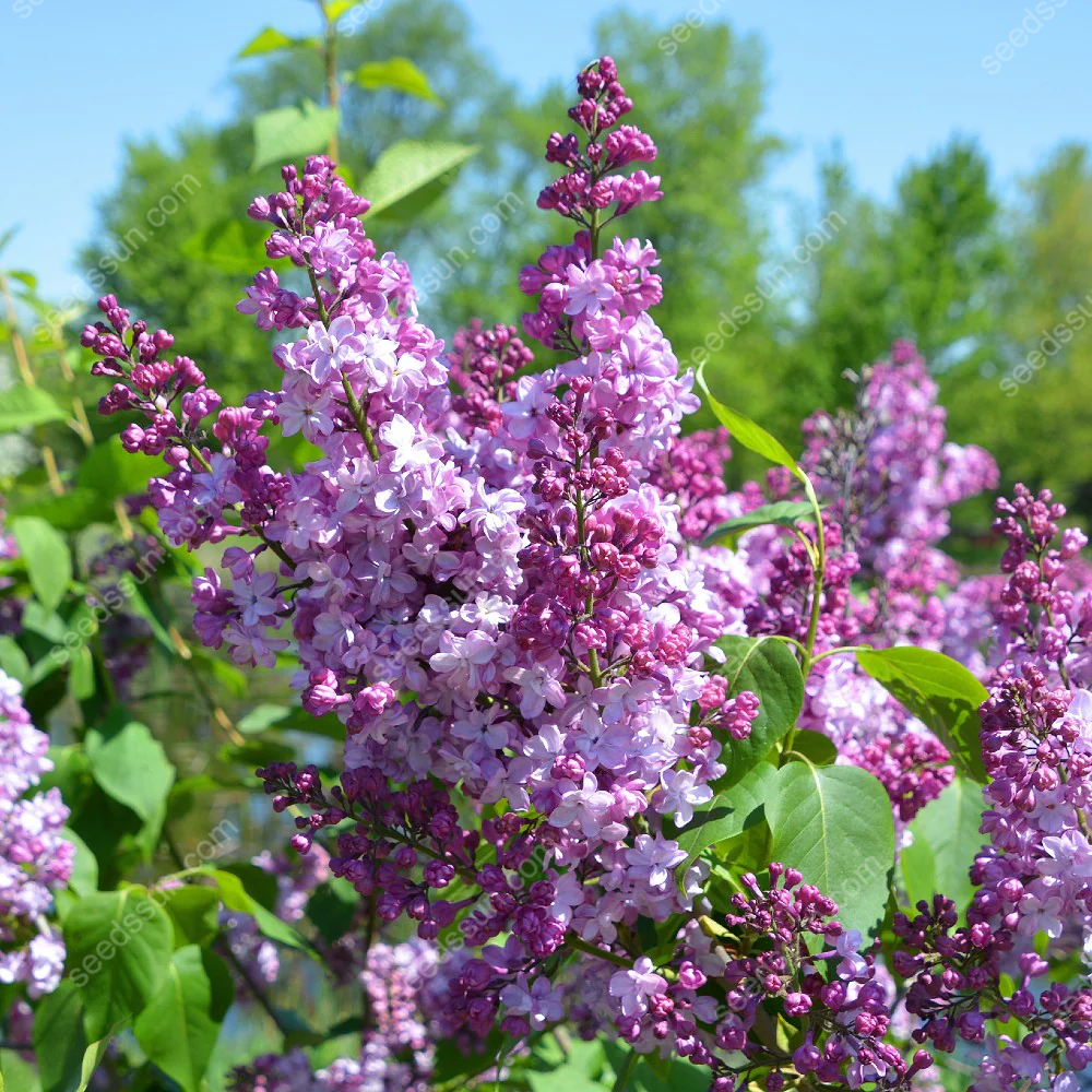 Syringa Vulgaris Seeds💜Last Day Sale - 60% OFF🔥