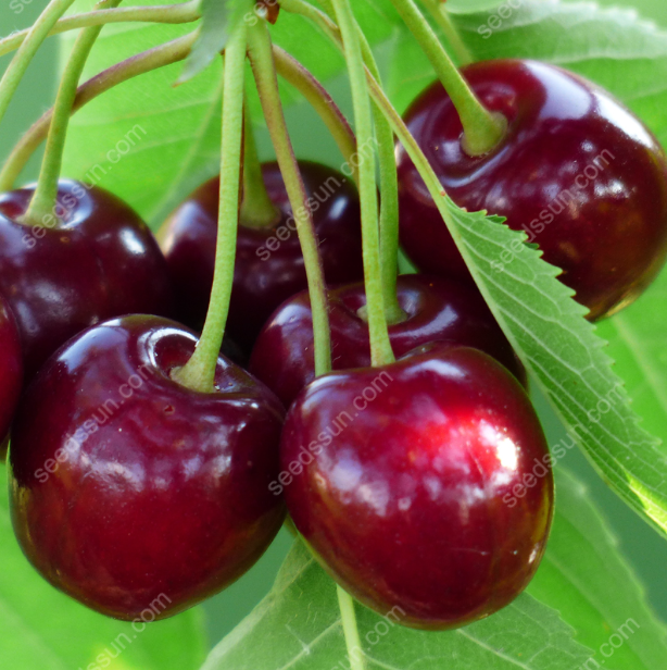 Prunus avium Sweet Cherry Seeds