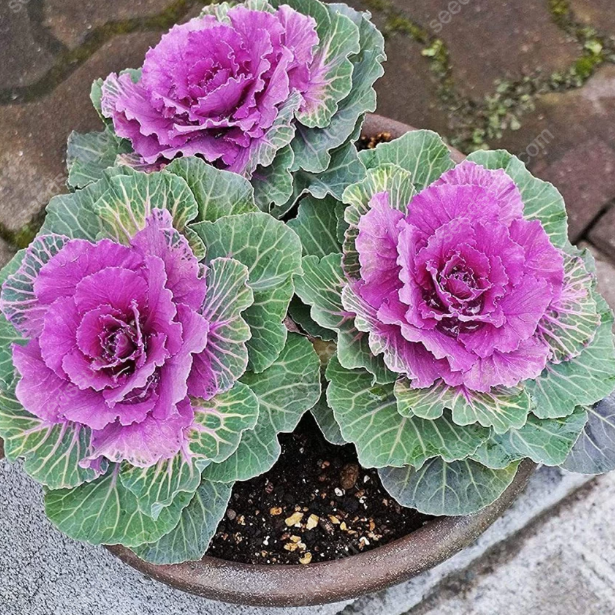 Brassica oleracea var. acephala Seeds