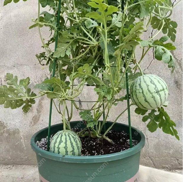 Watermelon Seeds🍉Last Day Sale - 60% OFF