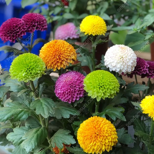 Ping Pong Chrysanthemum Seeds
